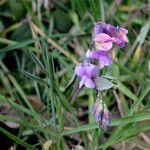 Lathyrus linifolius Habit