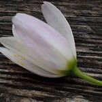 Allium roseum Flower