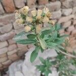 Gymnanthemum amygdalinum Fruit