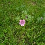 Malva setigeraFlower