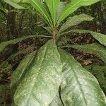 Clavija costaricana Leaf