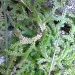 Selaginella denticulata পাতা