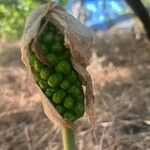 Arum pictumFruit