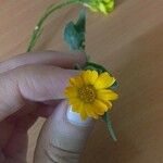 Calendula arvensis Fleur
