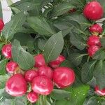 Capsicum annuumФрукт