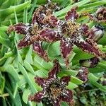 Ferraria crispa Cvet