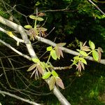Juglans regia Bark