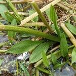 Ranunculus ophioglossifolius Leaf