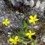 Lactuca muralis Flower