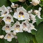 Catalpa bignonioidesFloro