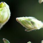 Helianthemum aegyptiacum Fruit