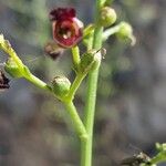 Scrophularia provincialis Lorea