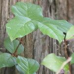Gaultheria shallon Leaf