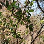 Garcinia robsoniana Habit