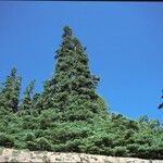 Abies lasiocarpa موطن