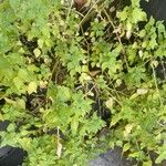 Parietaria floridana Hoja