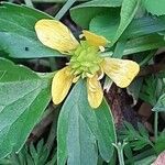 Ranunculus muricatus Kukka