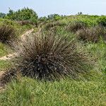 Juncus acutus Habit
