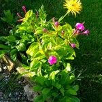 Mirabilis jalapaFlower