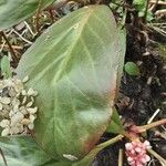 Bergenia ciliata ഇല