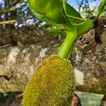 Artocarpus heterophyllus ᱡᱚ
