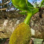 Artocarpus heterophyllusFruit