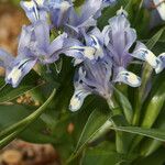 Iris willmottiana Flower