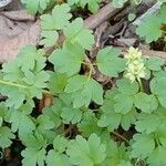 Adoxa moschatellina Habit