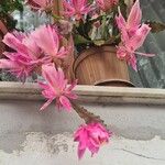 Epiphyllum oxypetalum Kukka
