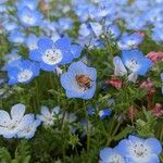 Nemophila menziesii Květ