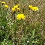 Crepis conyzifolia Habit