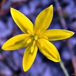 Hypoxis juncea Flower