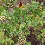 Rubus ellipticus Leaf