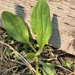 Rudbeckia hirtaBlad