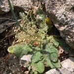 Hypochaeris radicata Blatt