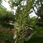 Alpinia galanga Flower