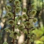 Pyrola chlorantha Квітка