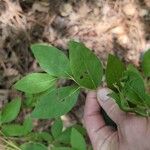 Vaccinium pallidum Fuelha