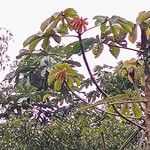 Cecropia peltata Leaf