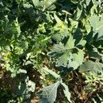Brassica fruticulosa Hoja