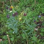 Fritillaria pyrenaica Natur