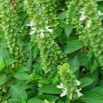Ocimum americanum Лист