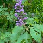 Cornutia pyramidata Flor