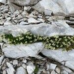 Moehringia ciliata Habit