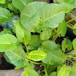 Ipomoea aquatica Leaf