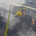 Carex pseudocyperus Fruitua