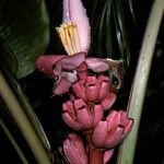 Musa velutina Flower