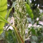 Alpinia galanga Λουλούδι