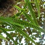 Lepisorus excavatus Leaf