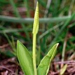 Ophioglossum azoricum Buveinė